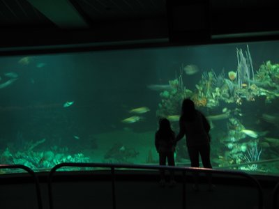 epcot-living-seas-acquarium
