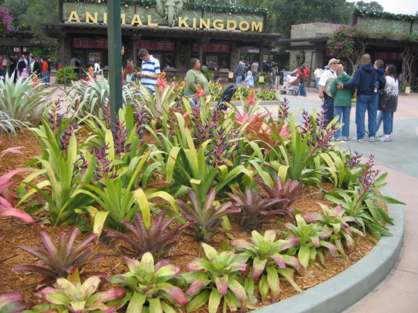 Animal Kingdom used to be barren, which is surprising considering how lush the area is now!