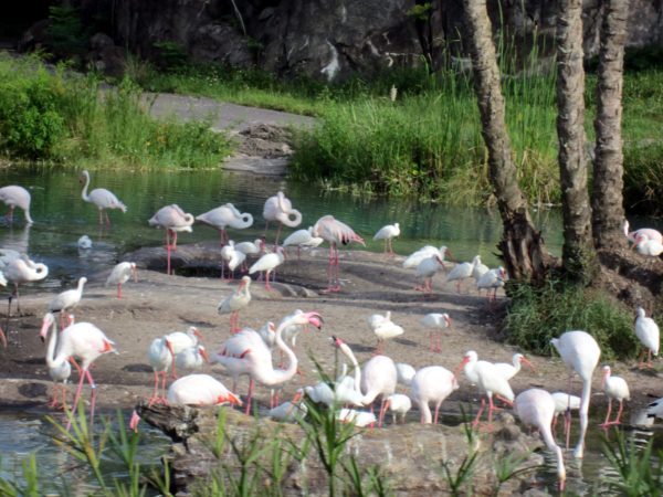 Can you spot the Hidden Mickey on Flamingo Island?