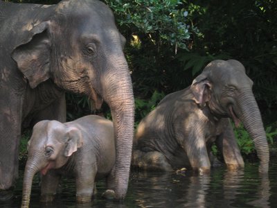 The elephants in the Jungle Cruise are a popular site.